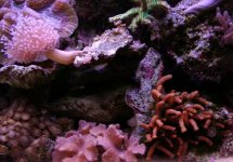 IMG_1829.JPG