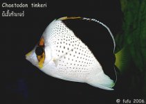 Chaetodon tinkeri 2.jpg