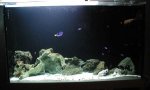 aquascape.jpg