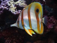 DSCF1198.JPG