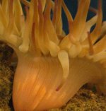 anenome test.jpg