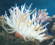 Anenome.jpg