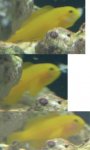 tn_goby.jpg