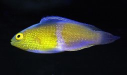 rhomboiddisplay1.jpg