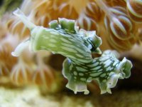 Lettuce2.jpg