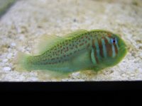 Green Clown Goby.jpg