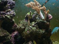 coral placement1.jpg