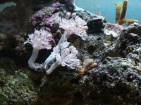 coral placement 3.jpg