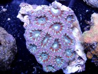 acan.jpg