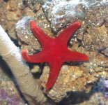 balistar_131.jpg