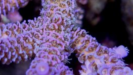 LE canuck prostrata macro[2].jpg
