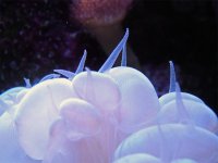 ReefShots011-1.jpg