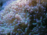 ReefShots001-1.jpg