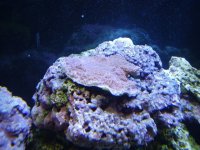 Montipora.jpg
