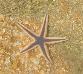 starfish3.JPG