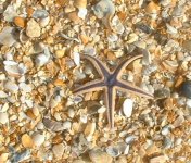 starfish4.JPG