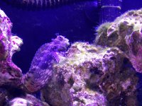 blenny.JPG