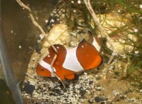 percula.JPG
