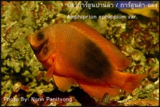 Pnon-046.jpg