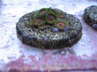 zoa.JPG