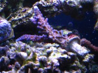 Fish Tank 046.jpg