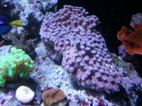 New coral 004.jpg
