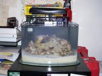 3 galllon pico tank 008.jpg