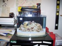 3 galllon pico tank 012.jpg
