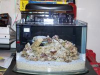 3 galllon pico tank 013.jpg