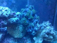 Green Polyps 6-17.jpg