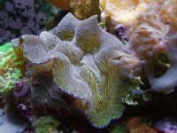 clam.jpg