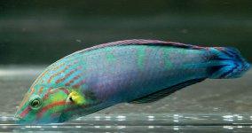 PPwrasse_hoeven.jpg