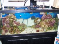 fish tank 11-15 001.jpg