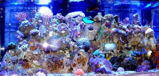 Aquarium Front View 11-15-2007.jpg