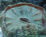 DSC_1256.gif