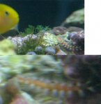 tn_worm.jpg
