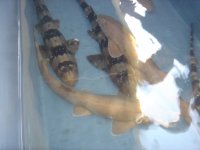 DSC00908.jpg
