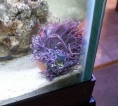 anemone.JPG