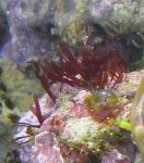 red_turf_algae5.jpg