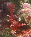 algae_dark_red3.jpg