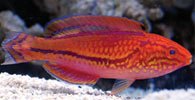 dd_fish.jpg