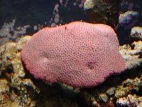 Red Coral.jpg