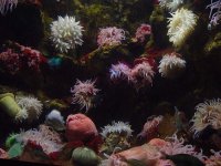 anemonetank.jpg