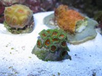 02 01 09 new stuff zoas.jpg