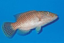 humphead wrasse.jpg