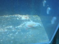 Flame Scallop Crab 4.JPG