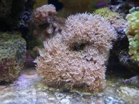 coral.JPG