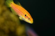 bodianus_bimaculatus.jpg