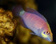 pseudocheilinus_ocellatus.jpg