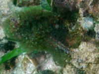 green star  polyp.jpg